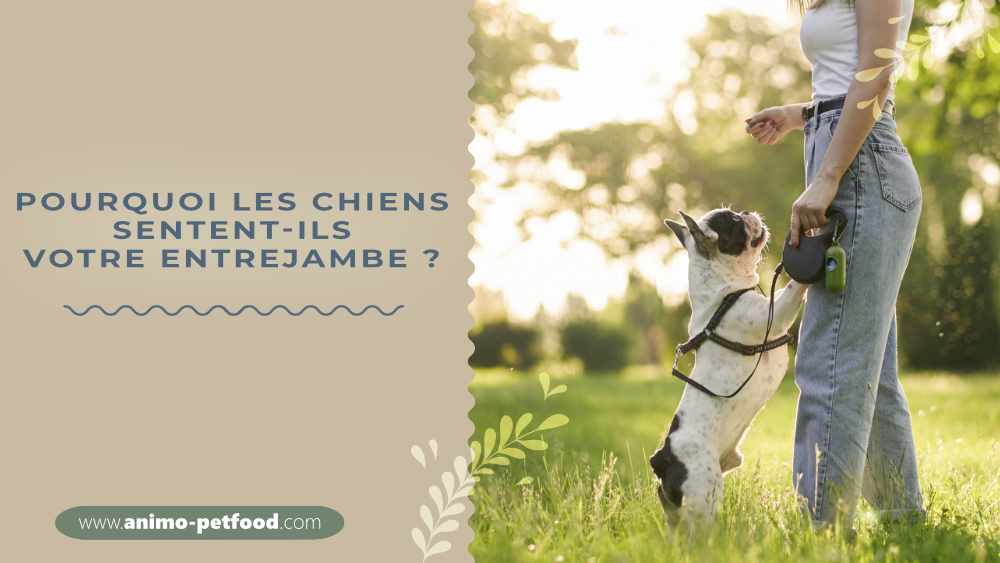 pourquoi-les-chiens-sentent-ils-votre-entrejambe